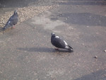 DSC04192.JPG.800 600