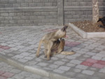 DSC04212.JPG.800 600