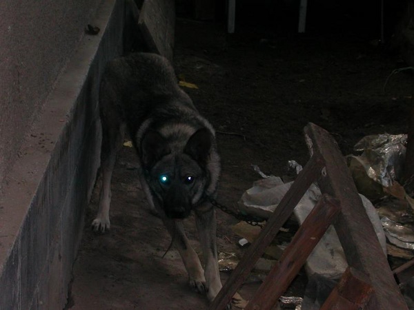 _dscn3537