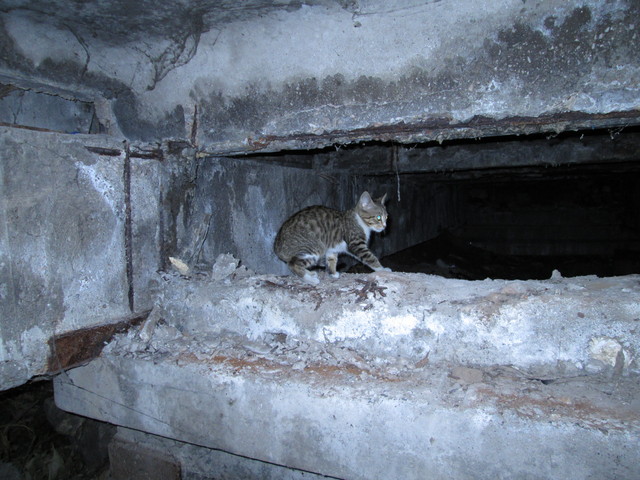 IMG 0133